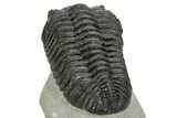 Huge Phacopid (Drotops) Trilobite - Issoumour, Morocco #363269-4